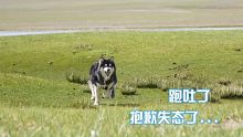 狗子原来真的可以跑吐，在阿里中线遇到钟钟错，班戈比滴滴还兴奋