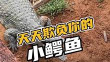 天天欺负你的小鳄鱼#鳄珍