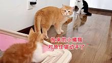捡来的小橘猫被陌生大猫围观，忍无可忍突然就打，大猫被打会怎样