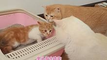 面对比自己大几倍的胖公猫们，小橘猫躲进厕所不出来，尝试亮剑了