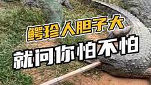 鳄珍人胆子大，就问你怕不怕#鳄珍