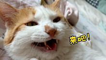 猫：蹂躏我吧！准备好了！