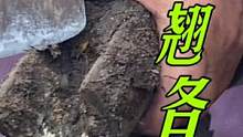 灰驴没见过世面头次修蹄，驴脚大小不一平翘各异，切完可得劲儿了#来抖音学农技 #毛驴修蹄 #修驴蹄 