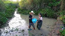 被浓密水葫芦覆盖的荒废鱼塘，抽干水后全是靓货，两人抓开心了