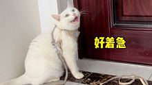 就没有见过这么狗的猫，40多度°天也天天吵着出去玩
