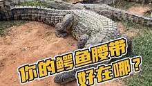 你的鳄鱼腰带好在哪？#鳄珍 