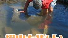 老渔民从水坑摸出大货，这种很值钱太给力了，连海螺肉都肥到发红（上）