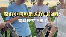 原来小鳄鱼是这样叫的，根本停不下来#鳄珍  