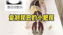 爱翘尾巴的小肥尾#爬宠 #萌宠 #豹纹守宫 #肥尾守宫 #异宠