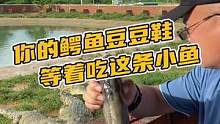 你的鳄鱼豆豆鞋等着吃这条小鱼#鳄珍