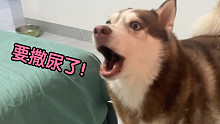 哈士奇：赶紧给老子开门，尿急啊！