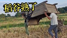 古法收稻谷