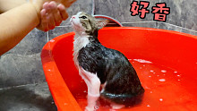 给猫咪们洗澡，谁先进盆给谁洗