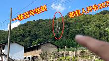 偏远农村一棵枯掉8年的古树，有老板愿出20万买下，全村人都拒绝