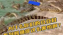 你们的鳄鱼为什么那么害怕鳄鱼哥#鳄珍 