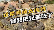 我的天呐！这条鳄鱼太凶残，竟然把兄弟吃了#鳄珍 