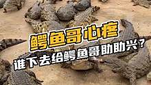 鳄鱼哥心疼，谁下去给鳄鱼哥助助兴#鳄珍