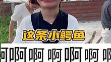 这条小鳄鱼，不讲唔得#鳄珍 