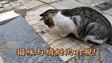 猫咪与蜻蜓的对决，意想不到竟是猫败下阵来！