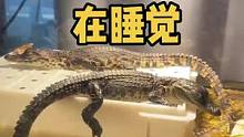 #神奇动物在抖音 #鳄鱼 #萌宠 #动物的迷惑行为 #动物世界 
