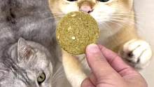 这个加了猫草的生骨肉冻干，不喜欢吃猫草的猫咪也爱吃！补充营养的同时还能帮助猫咪排毛球哦！#萌宠好物 