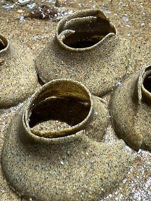 大齐赶海，沙滩上发现这一种小碗，里面有成千上万猫眼螺宝宝  #乡村守护人