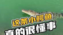 这条小鳄鱼真的很懂事#鳄珍