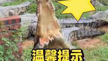 温馨提示，此视频胆小勿入，场面过于震撼，小朋友在家长陪同下观看，#鳄珍