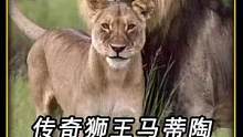 高分纪录片，传奇狮王马蹄陶，幸福的家庭一夜之间被摧毁#动物世界 #野生动物零距离 #精彩片段 #神奇