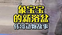 给亚洲象宝宝买了一只漂亮的大浴盆，意外却发生了，这是为什么呢？#万物皆有灵性 #萌宠 #邻居