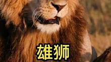 雄狮和它的老婆#动物世界 #精彩片段 #雄狮 #动物 #万物皆有灵性 