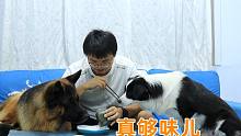 铲屎官给狗子“吃”臭豆腐，边牧和德牧的反应我是万万没想到啊