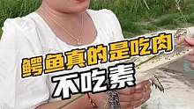 鳄鱼是真的吃肉，不吃肉#鳄珍 