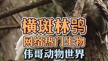 白色猫头鹰找到了自己的爱情，你呢？#鉴定网络热门生物 #鸟类摄影