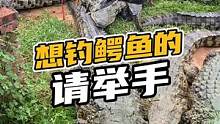 想钓鳄鱼的请举手#鳄珍