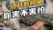 这样的鳄鱼你害不害怕#鳄珍 