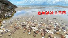 村里老人从广州回家想吃蛤蜊，阿聪立马安排，一看海口全是蛤蜊