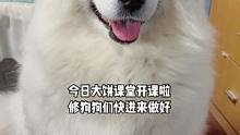 今日份大饼课堂开课了，小狗狗们快快进来做好。#萨摩耶 #萌宠 #铲屎官的乐趣