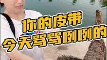 你的皮带今天也骂骂咧咧的#鳄珍 
