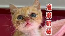 叒被流浪小奶猫碰瓷了！这回口味还有点重……