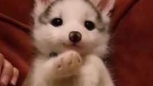 九敏啊好可爱！！！单身久了看一只小#狐狸都眉清目秀的#萌宠 #娱乐评论大赏 