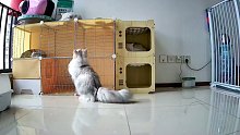 监控无意拍下，矮脚猫爬高干架，这得多大仇？