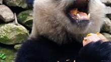 吃的还是那么认真#神奇动物在抖音 #萌宠 #熊猫光年
