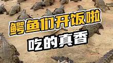鳄鱼们开饭了，吃的真香！#鳄珍 