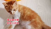 捡来的小橘猫被吵醒后抱怨个不停，看到主人要走秒变小狗紧追不舍