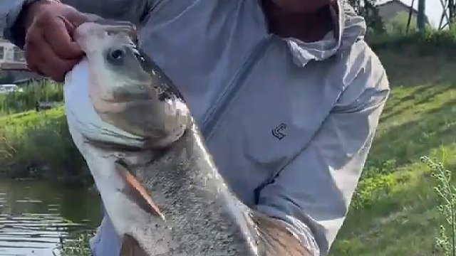 刘长杆志强钓鲢鳙(二十一)