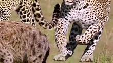 花豹猎豹拿捏鬣狗#动物世界 #花豹 #猎豹 #鬣狗 #精彩片段 