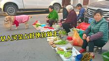 狗狗学女人买菜，占了便宜就跑，结果亏惨了