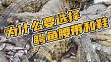 为什么要选择鳄鱼腰带和鳄鱼豆豆鞋#鳄珍