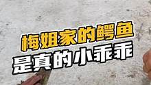 梅姐家的鳄鱼是真的小乖乖#鳄珍